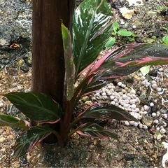 #3　ムサノノ ピンク バナナ苗 🌱