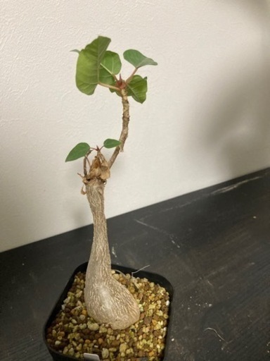 フィカス　パルメリ　観葉植物　塊根植物　ゴムの木　ビザールプランツ　グリーン　ガーデニング　生活雑貨 家庭用品 ガーデニング