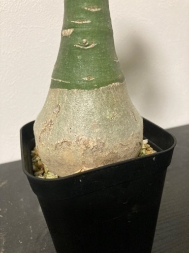 アデニア グラウカ 観葉植物 塊根植物 ビザールプランツ グリーン