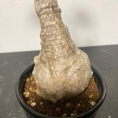 フィルミアナ　コロラータ　観葉植物　塊根植物　ビザールプランツ　グリーン　ガーデニング生活雑貨 家庭用品 ガーデニング