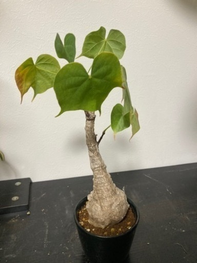 フィルミアナ　コロラータ　観葉植物　塊根植物　ビザールプランツ　グリーン　ガーデニング生活雑貨 家庭用品 ガーデニング