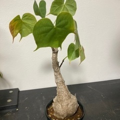 フィルミアナ　コロラータ　観葉植物　塊根植物　ビザールプランツ　グリーン　ガーデニング生活雑貨 家庭用品 ガーデニング