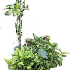 チャーギの木 10万→値下げ価格7万