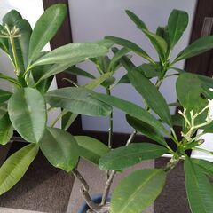 プルメリア鉢植え　大株