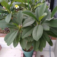 プルメリア鉢植え　大株