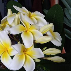 プルメリア鉢植え　大株