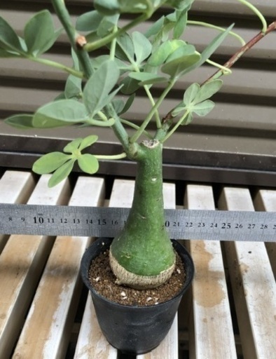 塊根植物　アデニアグラウカ