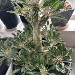 ドルステニアラブラニー群生株