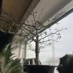 パキプス オペルクリカリア塊根植物