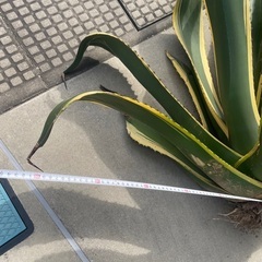 アガベ　アメリカーナ　斑入り　ドライガーデン　ロックガーデン