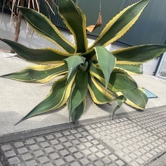 アガベ アメリカーナ 斑入り ドライガーデン ロックガーデン