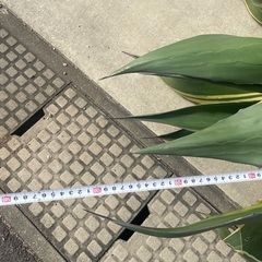 アガベ　アメリカーナ　斑入り　ドライガーデン　ロックガーデン