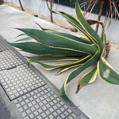 アガベ　アメリカーナ　斑入り　ドライガーデン　ロックガーデン