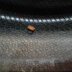 Continental ExtremeContact DWS06 PLUS 255/35ZR20 20インチ 夏タイヤ 4本 23年製 バリ溝 ポルシェ/ボクスター テスラ/モデル3等 (KTL187)