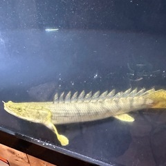 ワイルドポリプテルスコンギクス40cm前後