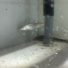 ゴリアテタイガー20cm前後