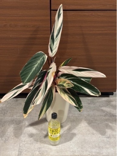 トリオスター　ストロマンテ　観葉植物
