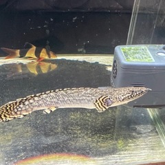 90cm規格水槽 生体（ブラックアロワナ、ポリプテルスエンドリケリー×2
