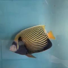 海水魚　熱帯魚　カニ　エビ　海藻