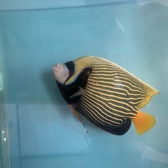 海水魚　熱帯魚　カニ　エビ　海藻