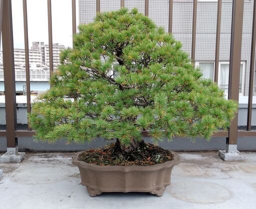 盆栽　五葉松