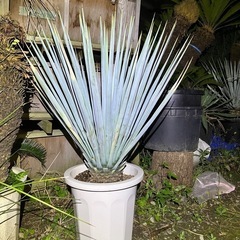 ユッカ　リギダ