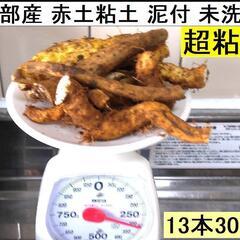 黒部産・超粘り！赤土粘土の典型的天然自然薯≒810mm≒490g  