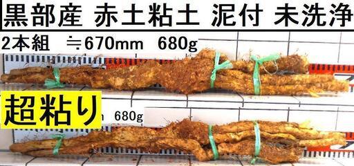 黒部産・超粘り！赤土粘土の典型的天然自然薯2本組≒380mm≒580g 黒部産・超粘り！赤土粘土の典型的天然自然薯2本組 ≒670mm