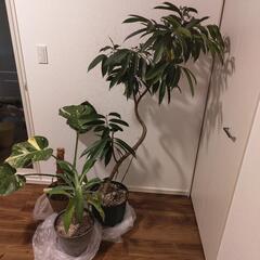 観葉植物セット