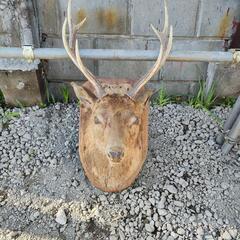 鹿　剥製