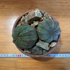 オベサ　雌　2頭風