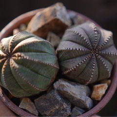 オベサ　雌　2頭風