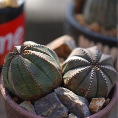 オベサ　雌　2頭風