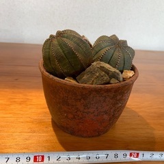 オベサ　雌　2頭風