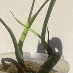 斑入りモンステラ　黄斑オーレア　お得な2株　4節分・