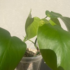 斑入りモンステラ　黄斑オーレア　お得な2株　4節分・