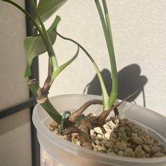 斑入りモンステラ　黄斑オーレア　お得な2株　4節分・