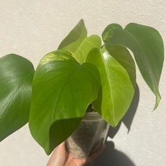 斑入りモンステラ　黄斑オーレア　お得な2株　4節分・