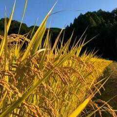 奈良県のヒノヒカリの中古が安い！激安で譲ります・無料であげます｜ジモティー