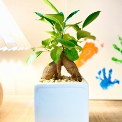 100cm大！幹太！二股枝美型！曲げエバーフレッシュ！ダルトンの鉢付き  