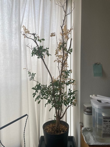 観葉植物　シルクジャスミン