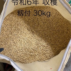 令和6年収穫? 籾つき1俵(30kg) ③ 精米ご希望の方