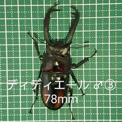 【B品】ディディエールシカクワガタ ♂③ 78mm