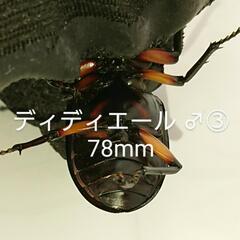 【B品】ディディエールシカクワガタ ♂③ 78mm