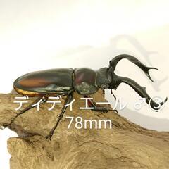 【B品】ディディエールシカクワガタ ♂③ 78mm