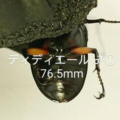 ディディエールシカクワガタ CBF3 ♂①76.5mm