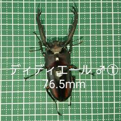 ディディエールシカクワガタ CBF3 ♂①76.5mm