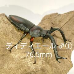ディディエールシカクワガタ CBF3 ♂①76.5mm