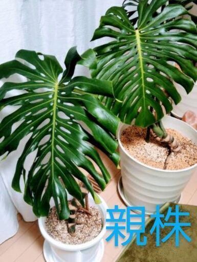 観葉植物 値下げマクロコズム 子株 ２０％off 遺伝子は良いです。