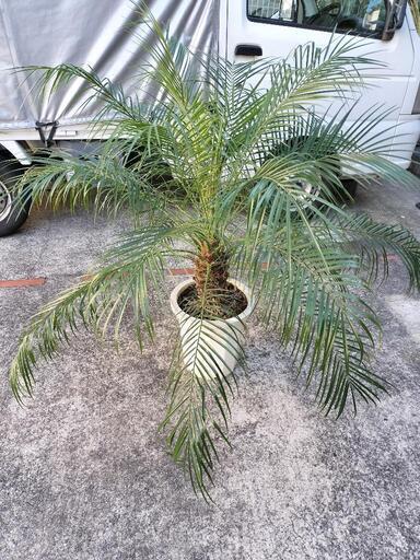 フェニックス・ロベレニー\n\n　10号　120cm   観葉植物 店舗装飾